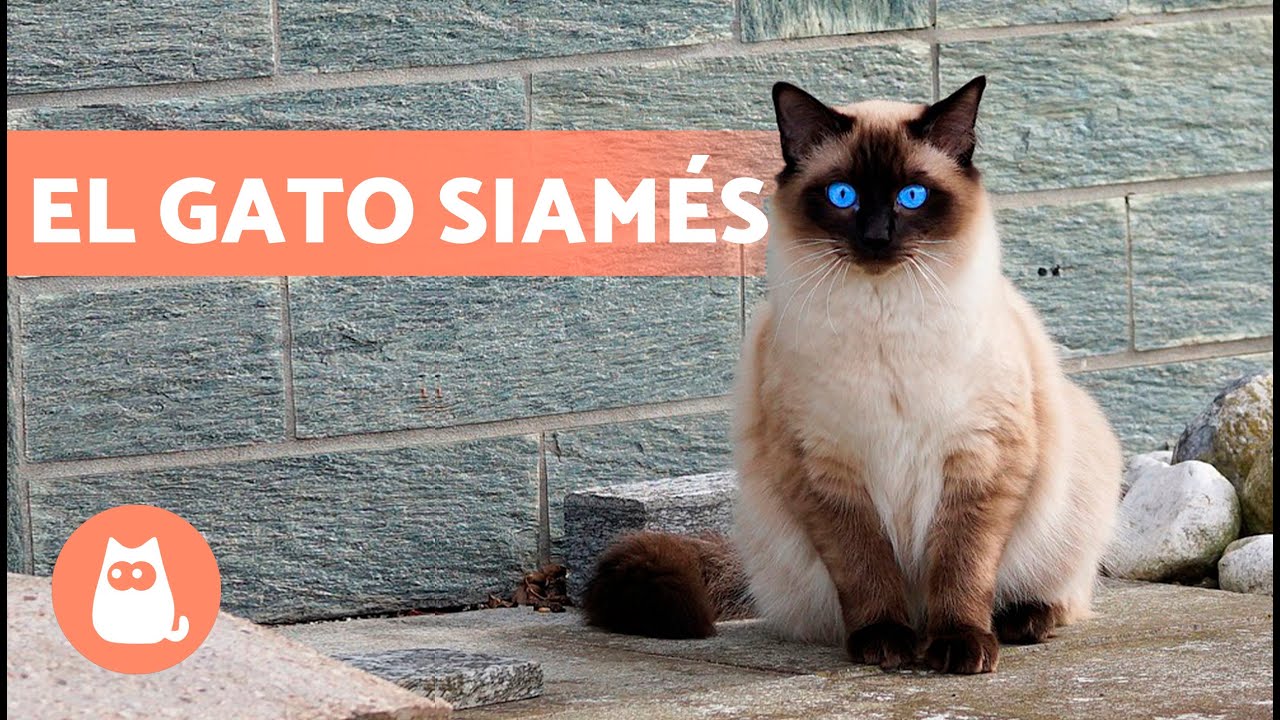 El gato SIAMÉS 🐱 (Origen, Características, Carácter y Cuidados)