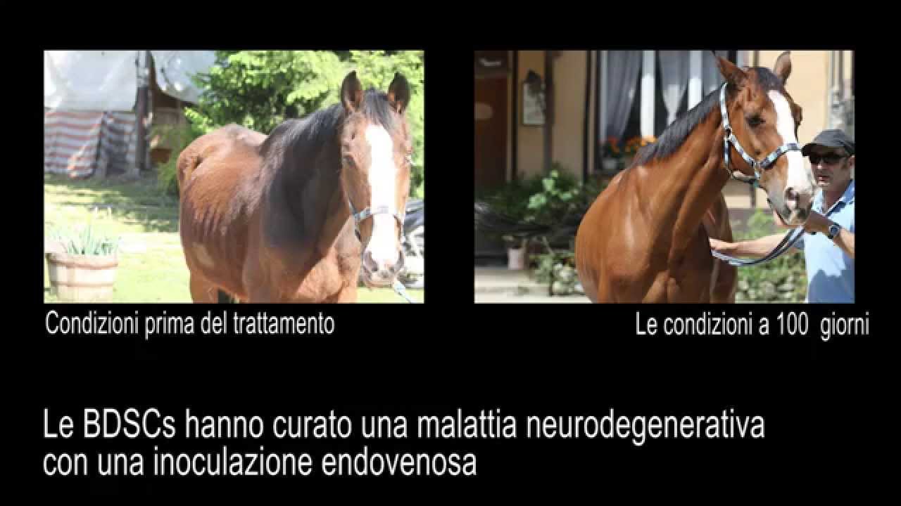 Patologia neuro degenerativa del cavallo con lesioni simili al morbo di Parkinson