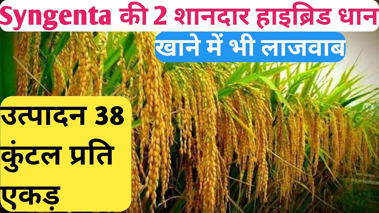 Syngenta की 2 हाईब्रिड किस्में उत्पादन 38 कुंटल प्रति एकड़ । Syngenta Paddy crop Hybrid Seeds