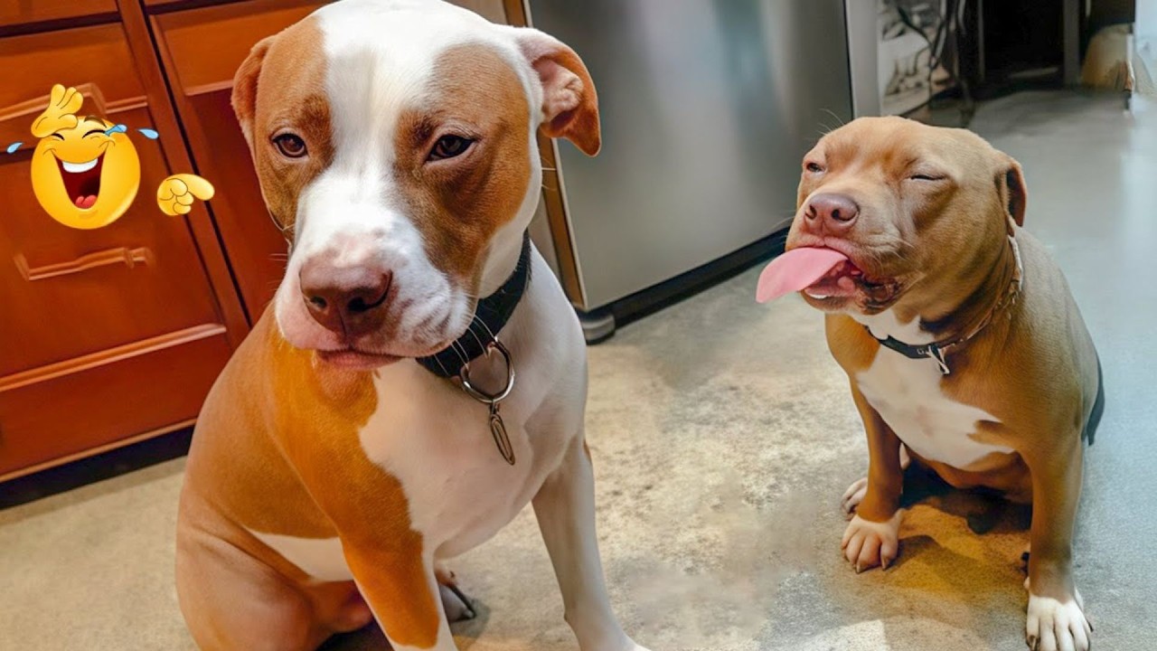 Hilarious Dog Moments That Turned Normal Days Into Chaos 🐶😂