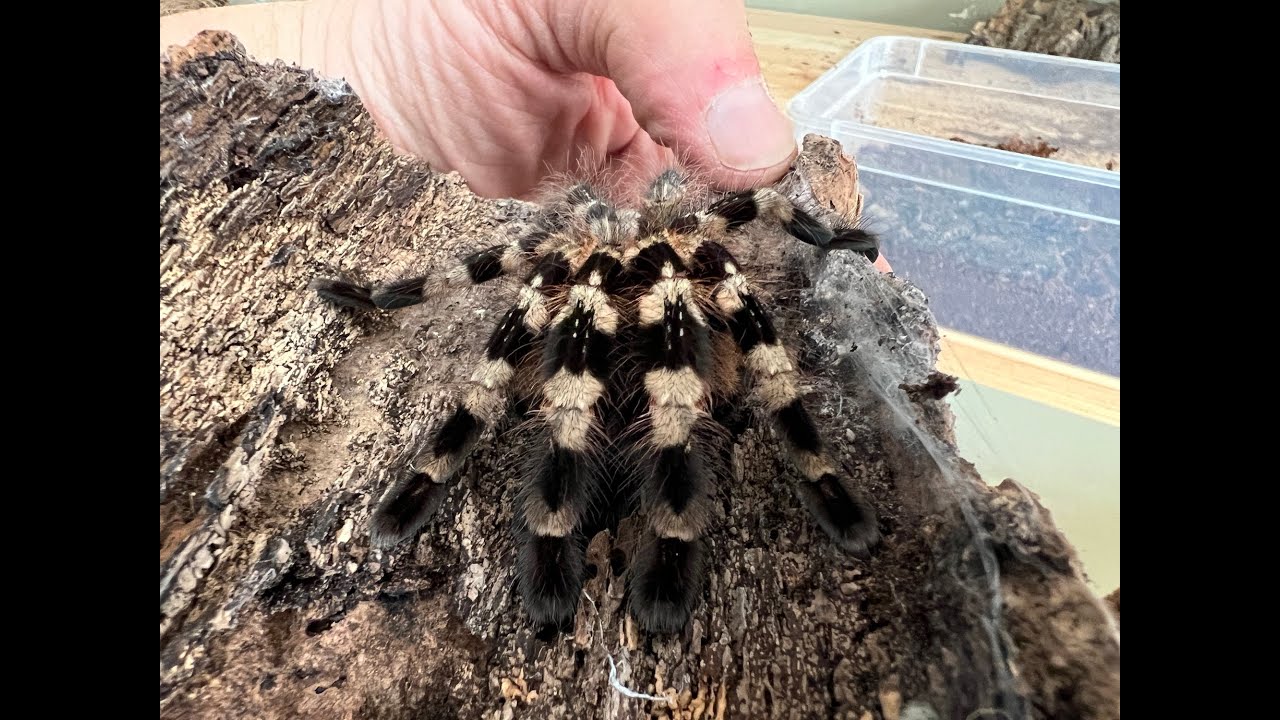 Tarantula Wrangling in the Beastie Room