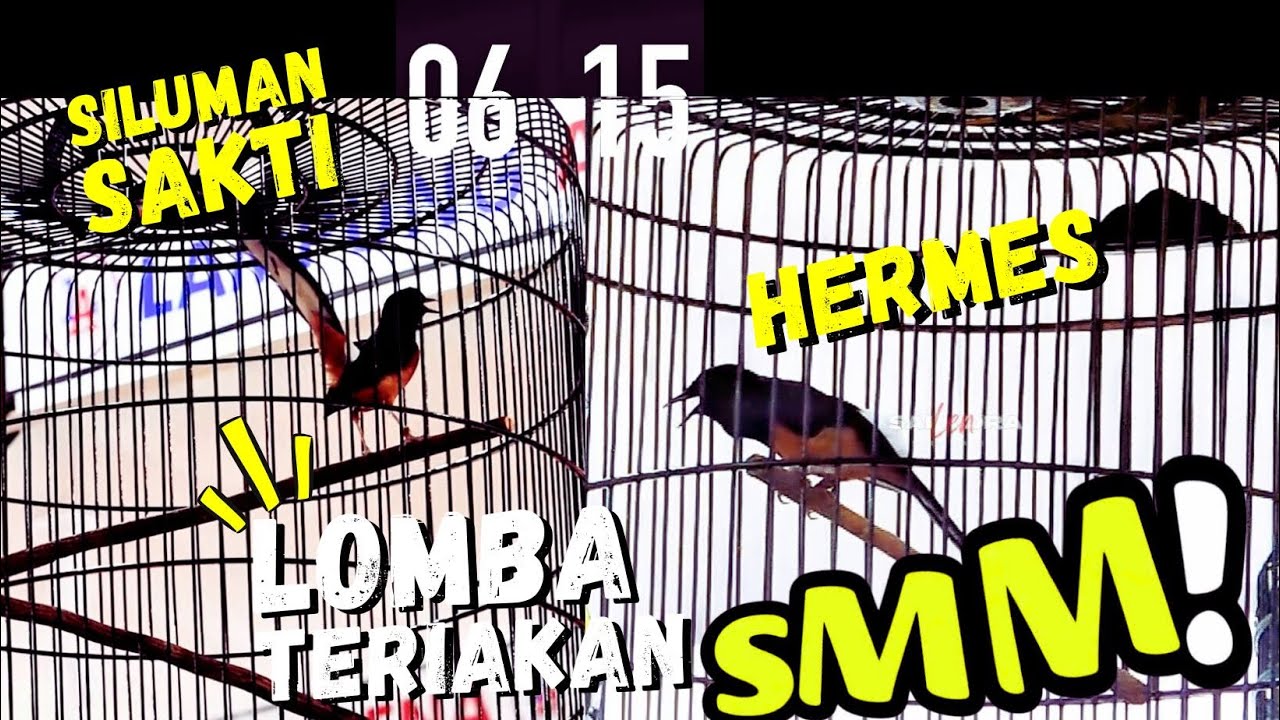 Lomba Teriakan SMM🔥Ramaikan DUEL Murai HERMES vs Siluman Sakti di LAMPUNG ARENA