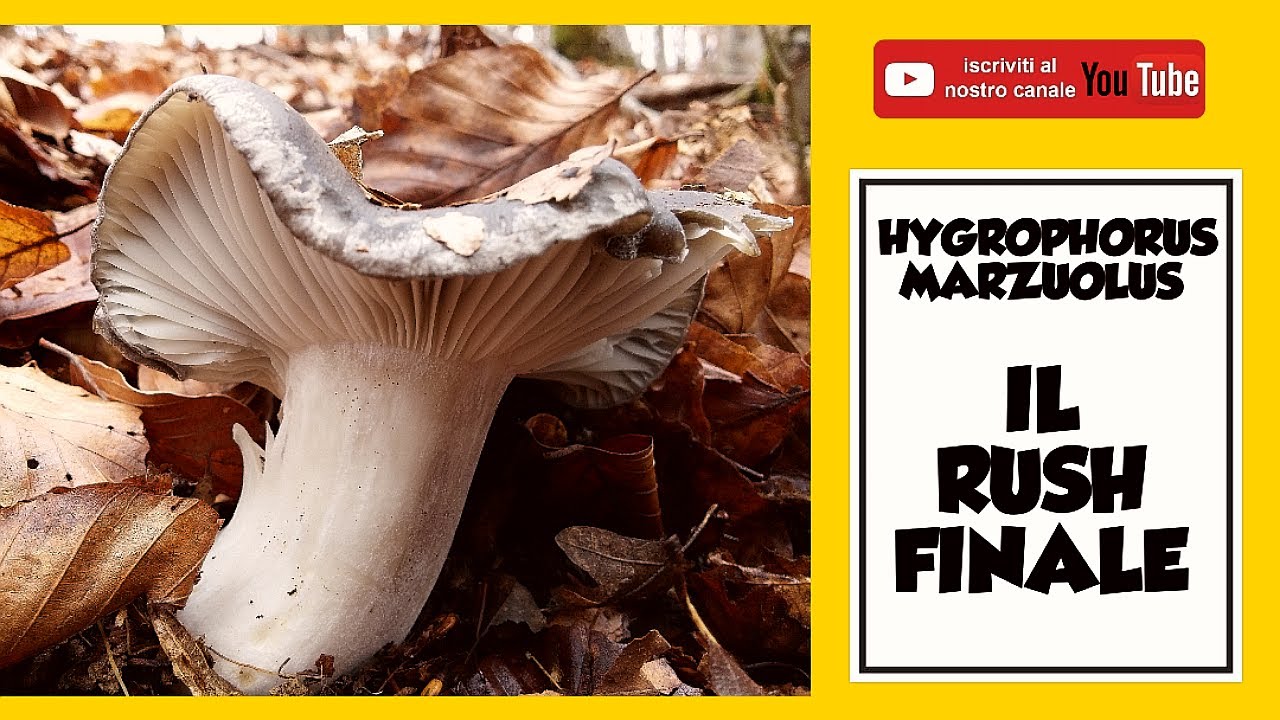 Hygrophorus marzuolus Il rush finale