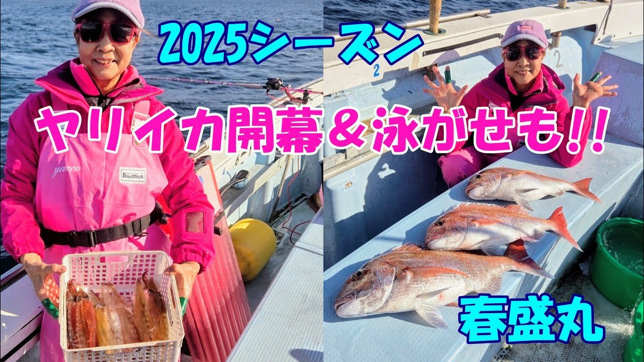 2025シーズンヤリイカ開幕戦は泳がせも好調～♪【ヤリイカ釣り】【ヤリイカ泳がせ】