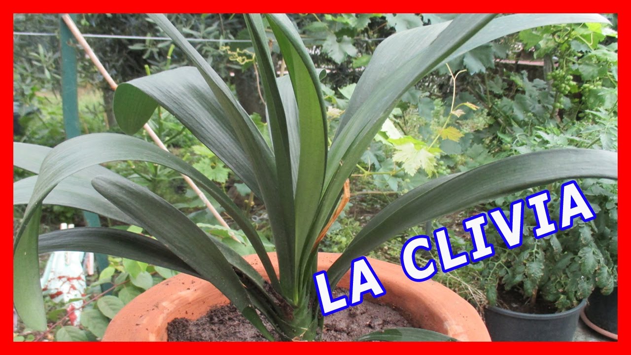 SCOPRI I SEGRETI PER FAR CRESCERE UNA CLIVIA SANA E RIGOGLIOSA: CONSIGLI DI CURA PERFETTA