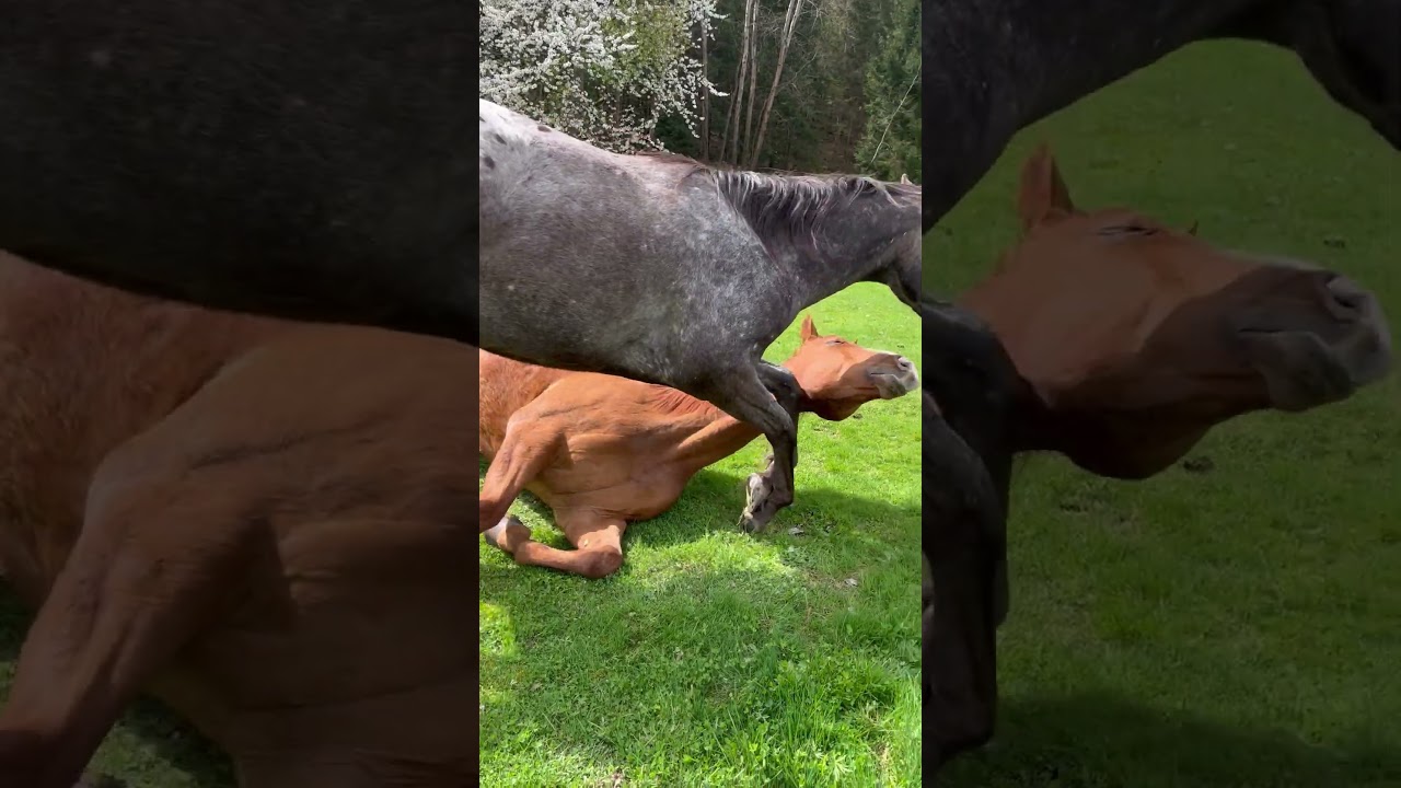 Pony Tries to Step Over Momma Horse