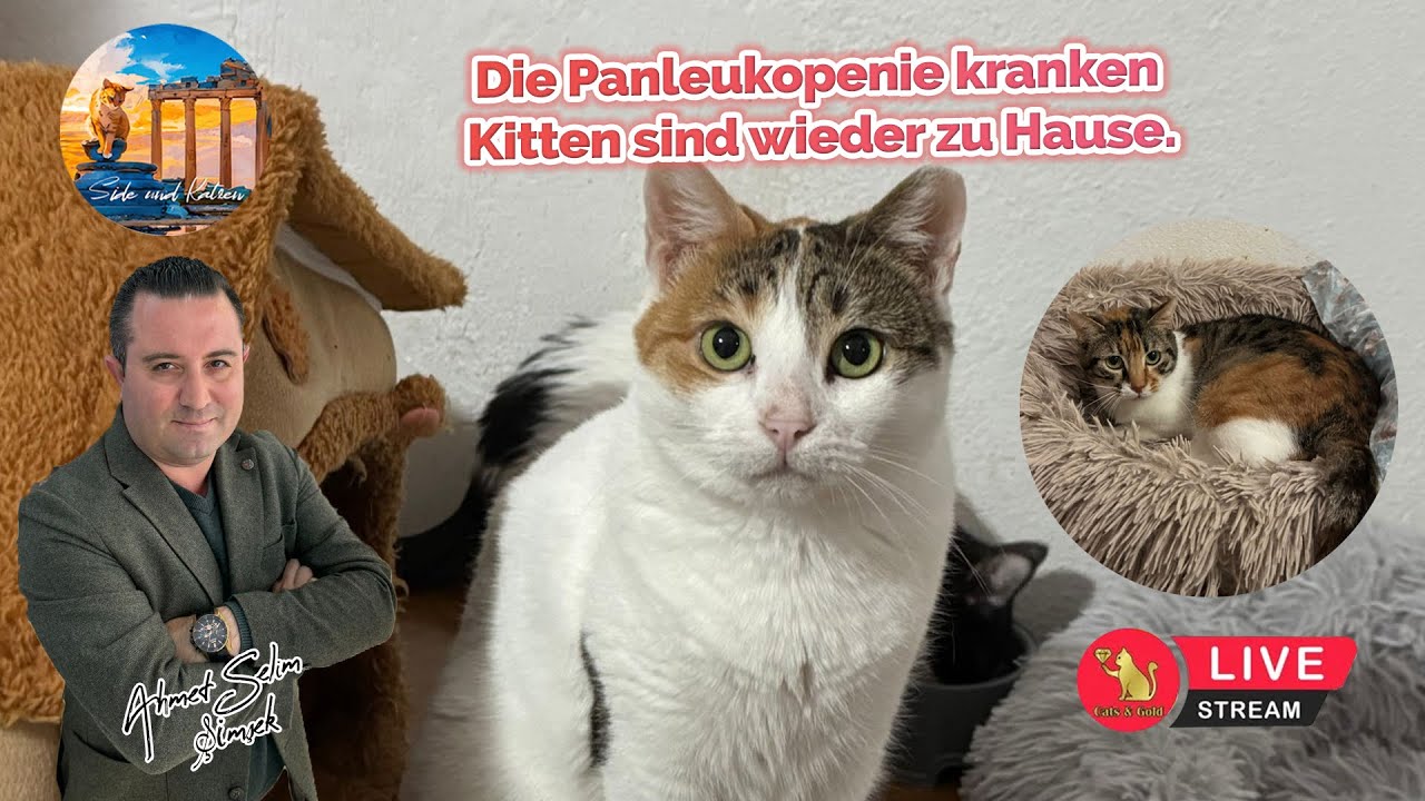 Die Panleukopenie kranken Kitten sind wieder zu Hause.
