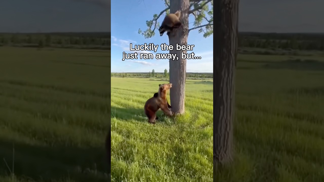 B&auml;renspray hat's gerettet! #herzlich #tiere #tier #natur #wildtiere