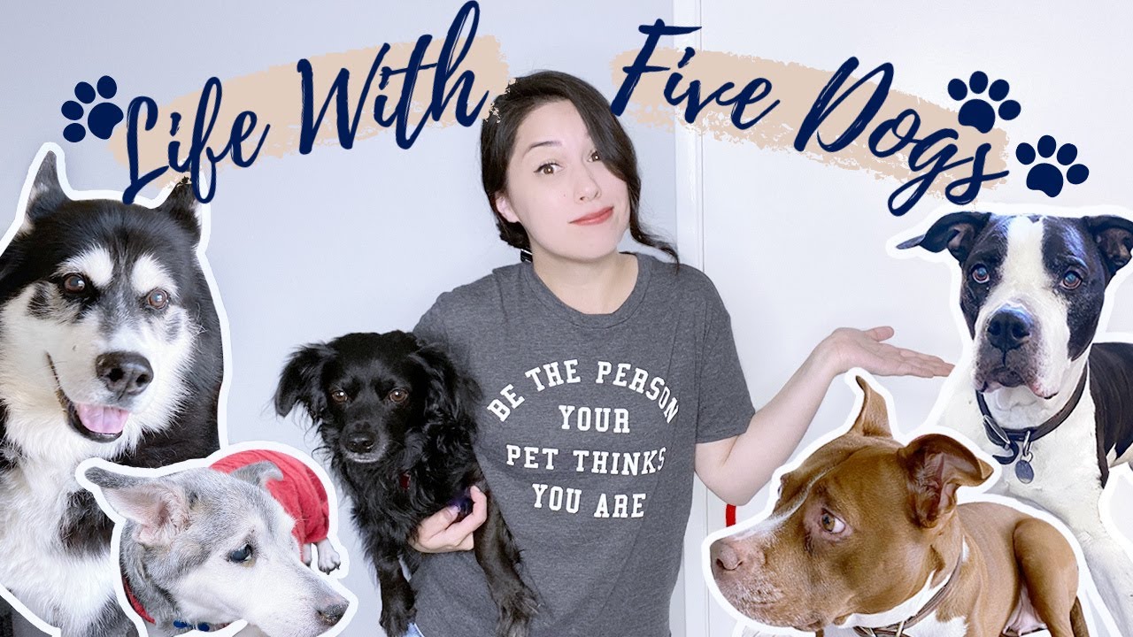 My 6 AM Early Morning Routine Living With 5 Dogs in 2021