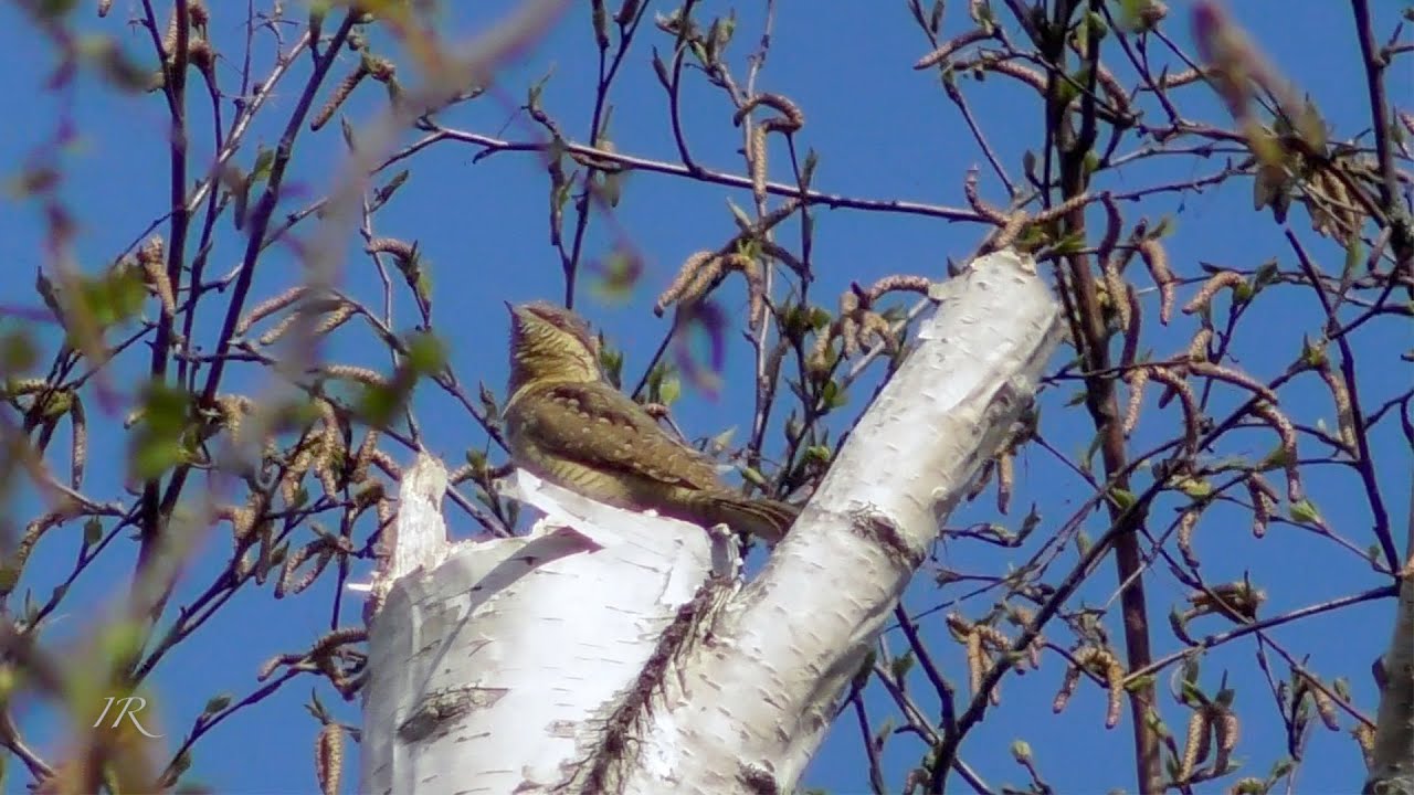 Wendehals (Wryneck, Jynx torquilla)