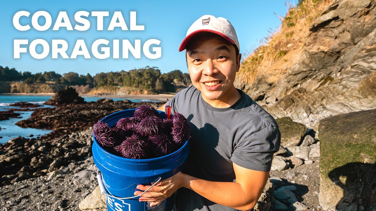 California Purple Sea Urchin in Mendocino | Coastal Foraging