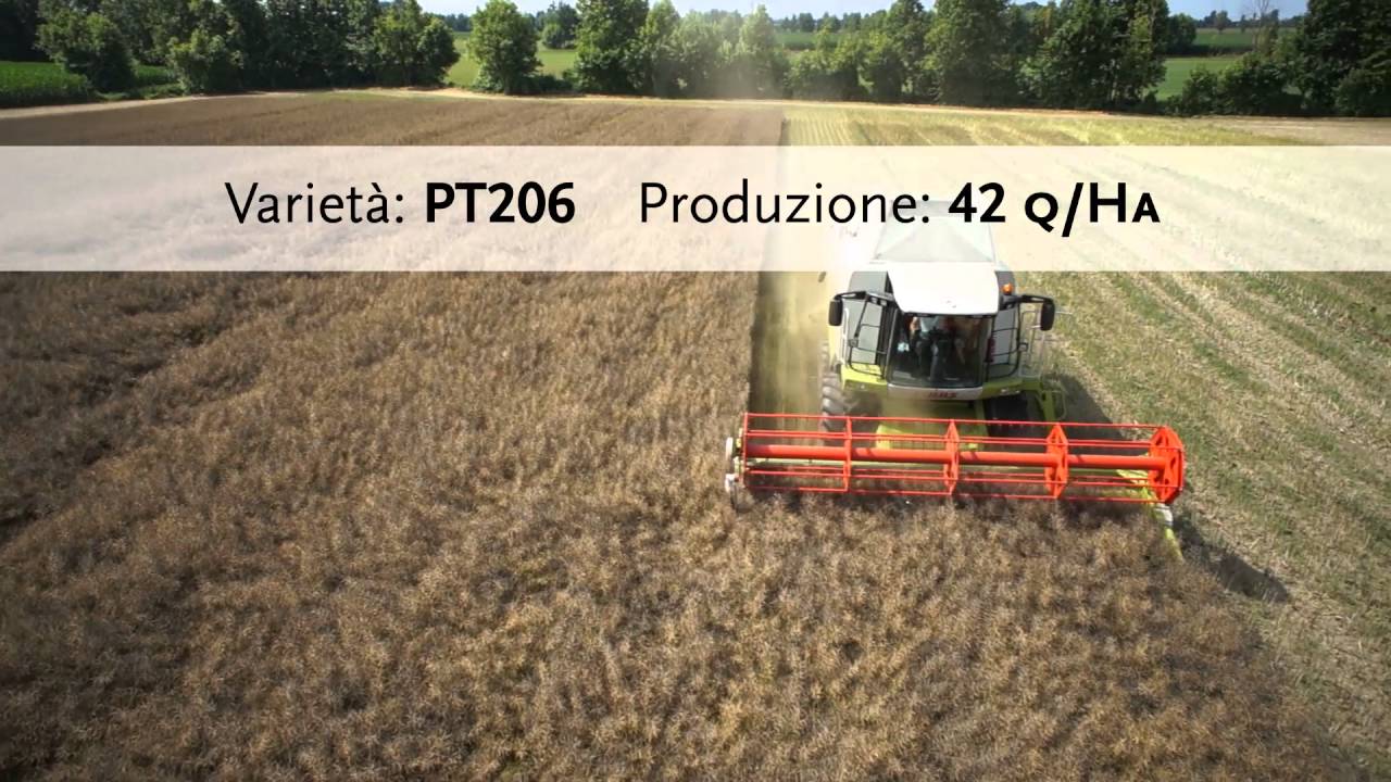 DuPont PIONEER Raccolta campo Colza e immediata semina Soia