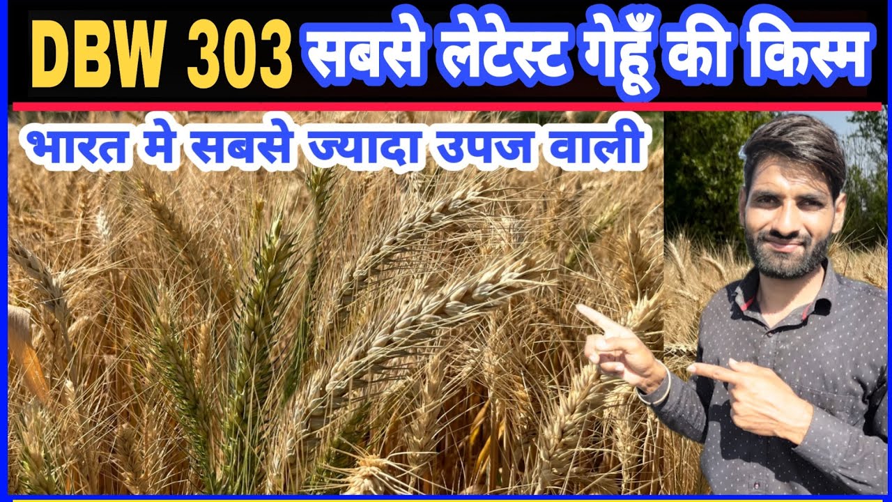 DBW 303 || गेहूं की सबसे ज्यादा उपज वाली किस्म || DBW 303 Wheat variety Details || Gehu ki kheti ||