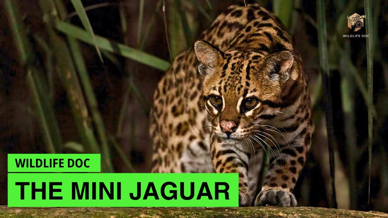 Meet The Ocelot, The Mini Jaguar | Wildlife Documentary