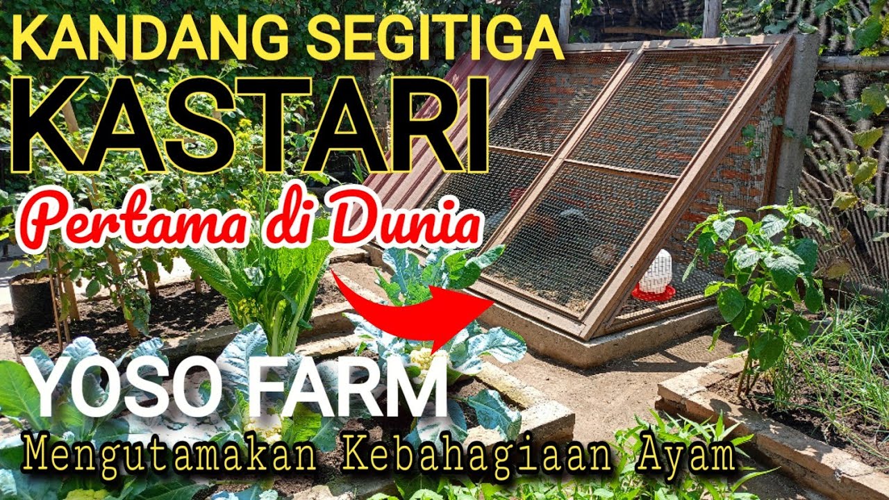 KANDANG SEGITIGA INI BIKIN AYAM BAHAGIA DAN BERTELUR SETIAP HARI || KANDANG KASTARI YOSO FARM KLATEN