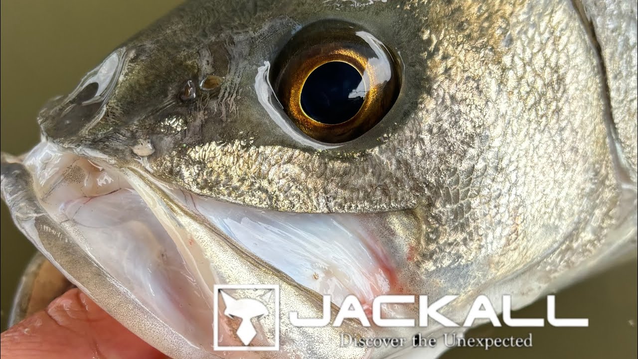 【ビッグベイトで用水シーバス】冬のビッグベイトシーバス×低水温でランカークラスが出現I caught a huge sea bass when fishing with a big lure!