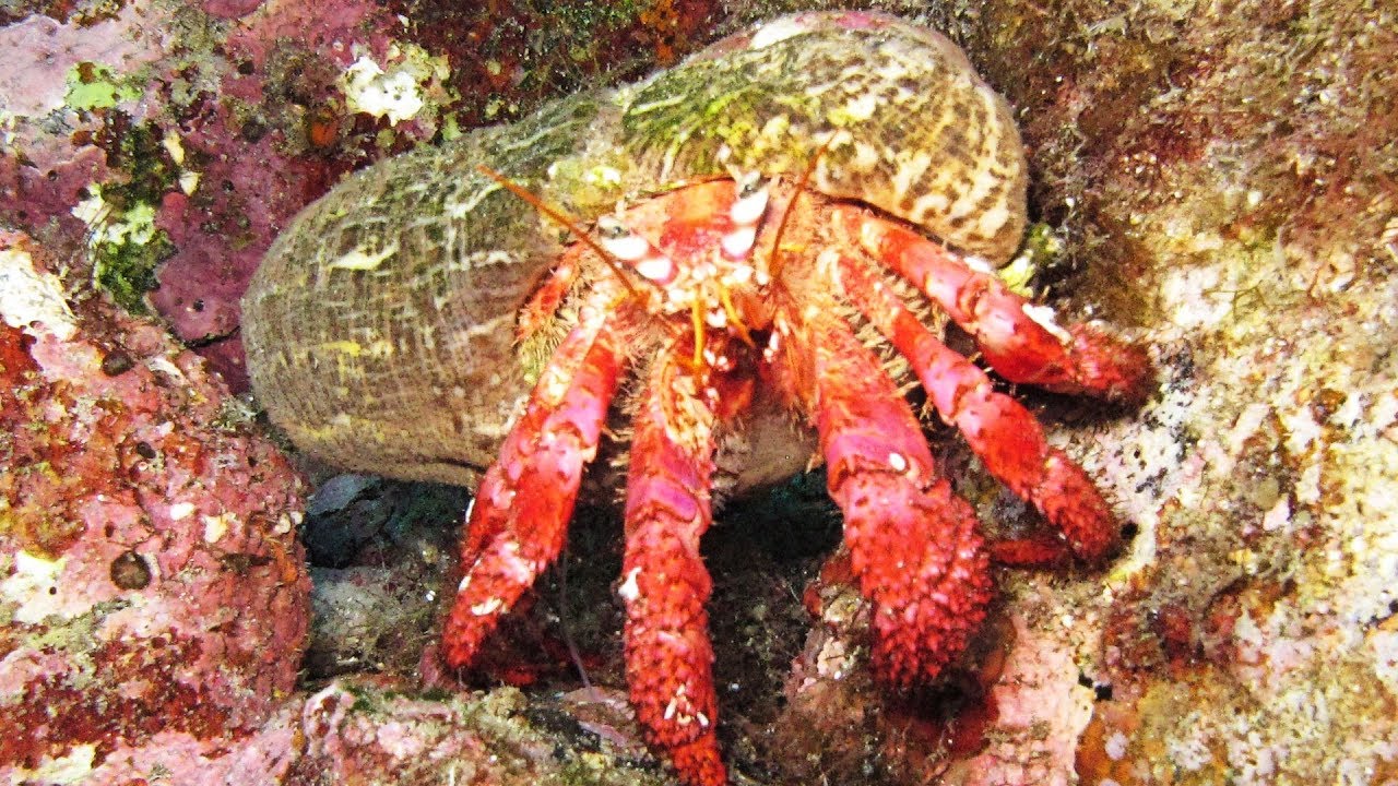 Diving Caprera - La Maddalena Marine Park Sardinia