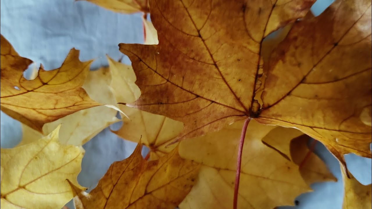 🍂Маникюр 💅 педикюр небольшие покупки с Вайлдбериз 🛍️ болтаю😊🍂#красота #вайлбериз #wildberries #осень