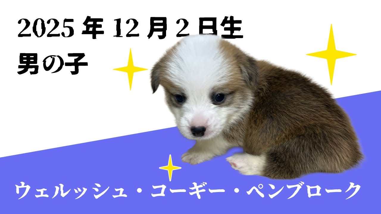 コーギー 2025年12月2日 男の子1