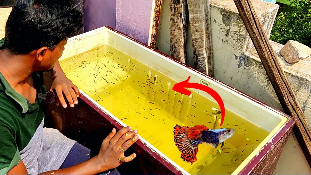 Guppy Fish Update! | கப்பீஸ் மீன் ரெம்ப பெருகிருச்சு! | Fridge Box Cleaning | Vijay Vlogs