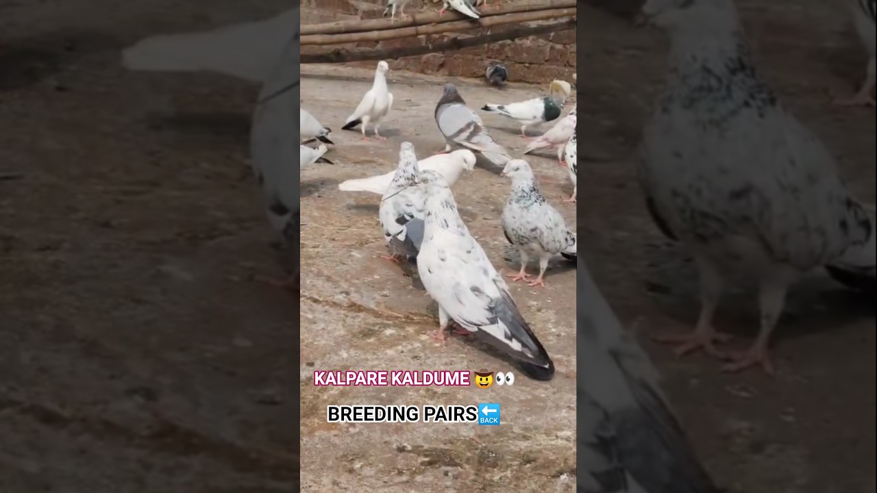 KALDUME KALPARE.. #pigeon #kabootarba #pigeonlaver #birds #viral #short #ytshorts