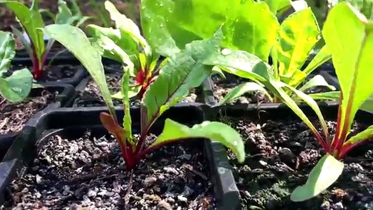 🌱Betteraves du semis au repiquage 🌱