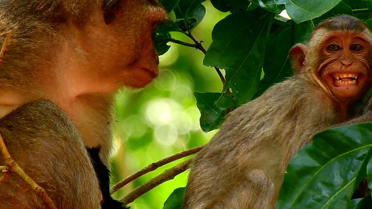 Monkey Jasper can't accept that he is not the only one for mom's nursing, there's sister JoJo now.