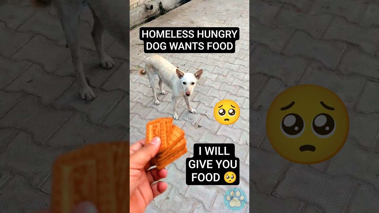 Poor dog was asking for food 🥺 Homeless dog was hungry 🐕 #stray #dog #puppy