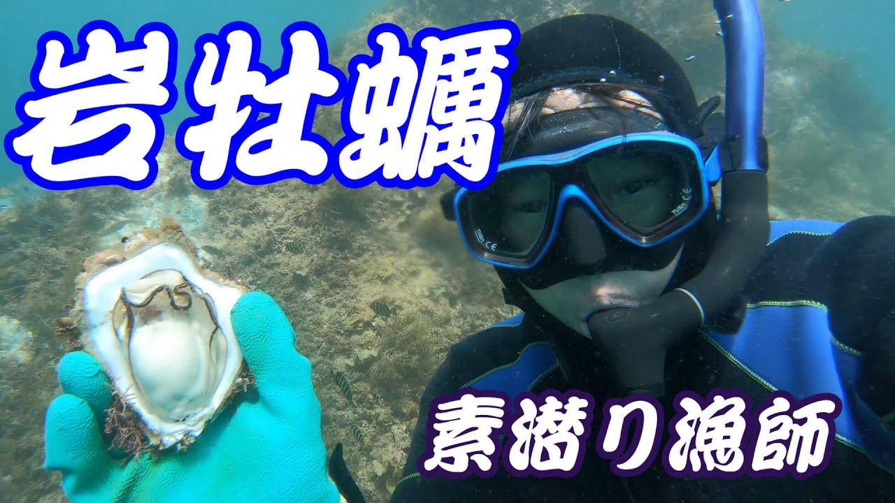 【舞鶴】連日猛暑が続く中、岩牡蠣獲りに行ってます！【素潜り】