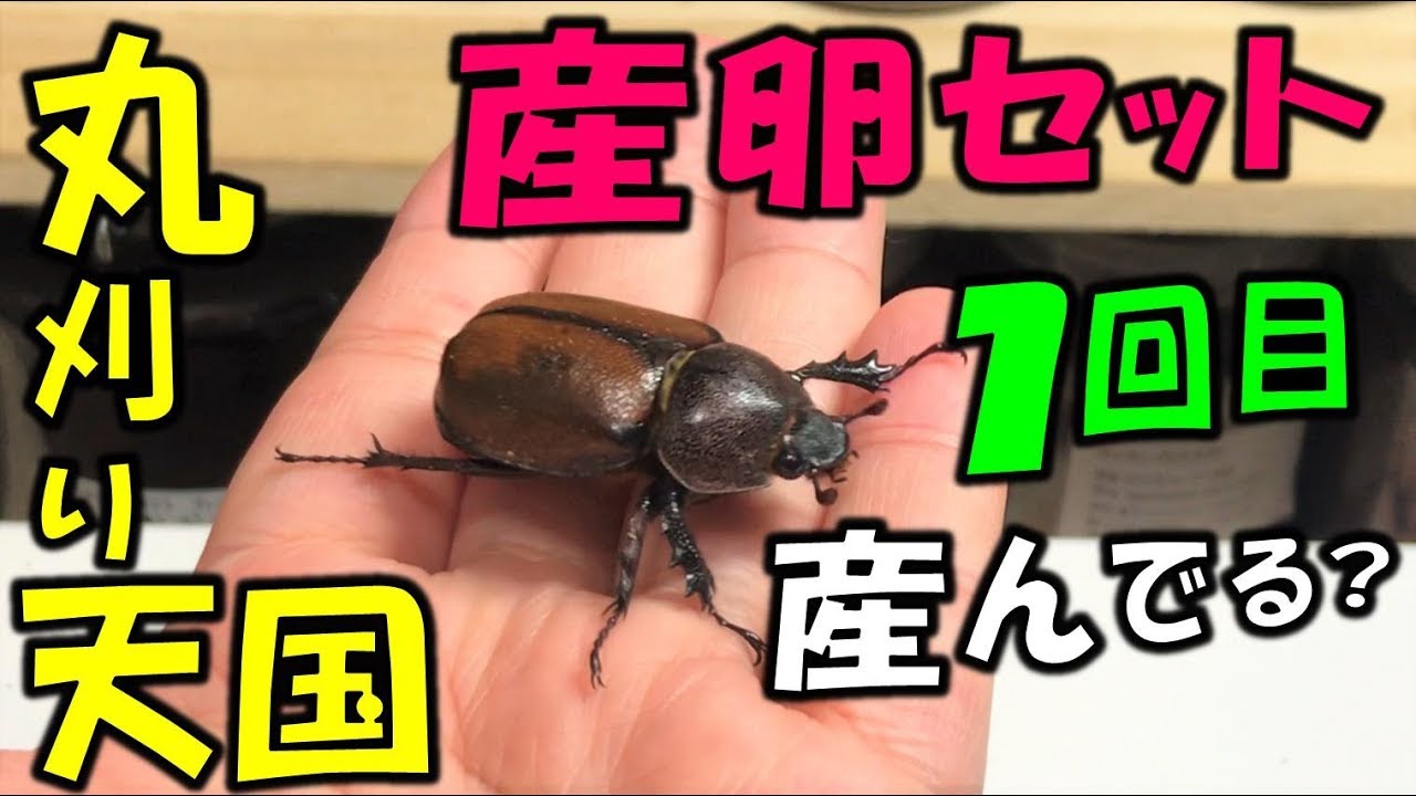 【クワガタ＆カブトムシ　爆産なのか！？マルガリータヒナカブトの産卵具合　１回目】（くろねこチャンネル）