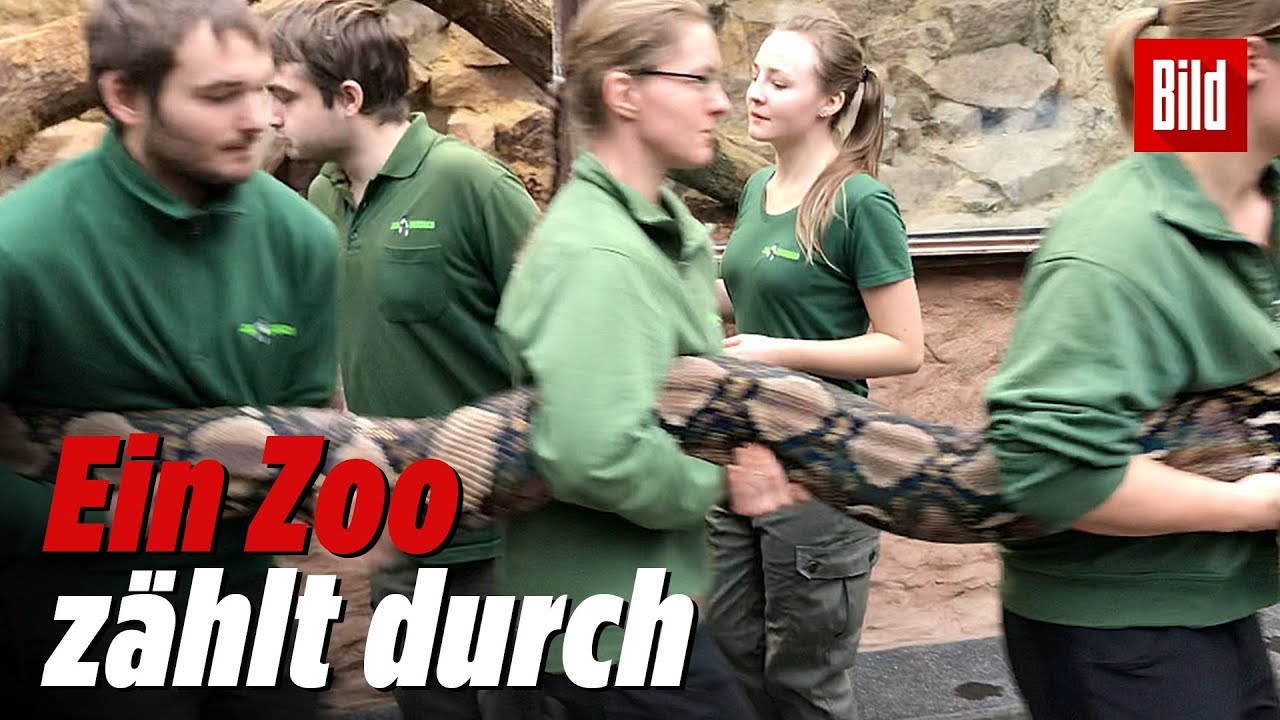 Hier wird eine Python-Dame vermessen | Inventur im Dresdner Zoo