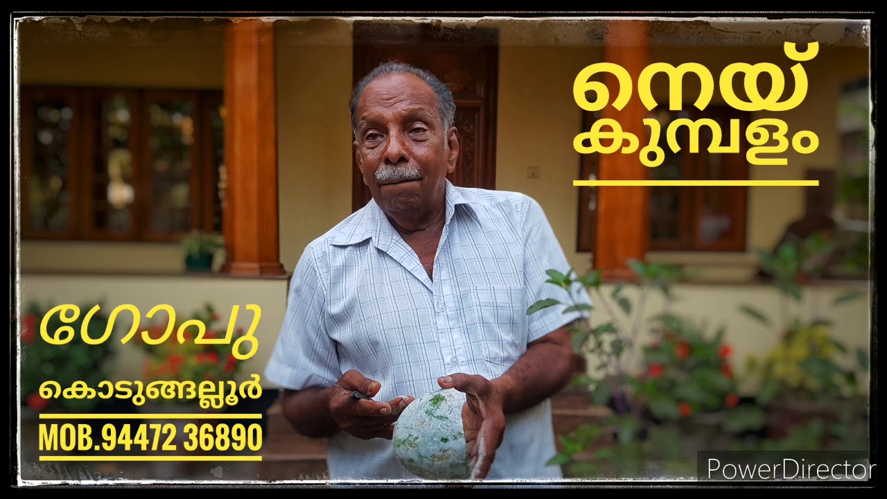 #Neykumbalam ഔഷധ ഗുണമുള്ള നെയ്കുമ്പളത്തെ കുറിച്ച് ജൈവ കർഷകൻ #Gopu കൊടുങ്ങല്ലൂർ വിശദീകരിക്കുന്നു.