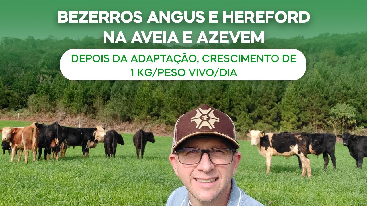 Bezerros Angus/Hereford na Aveia/Azevem. Depois da adaptação crescimento 1 kg/peso vivo/dia (v.107)