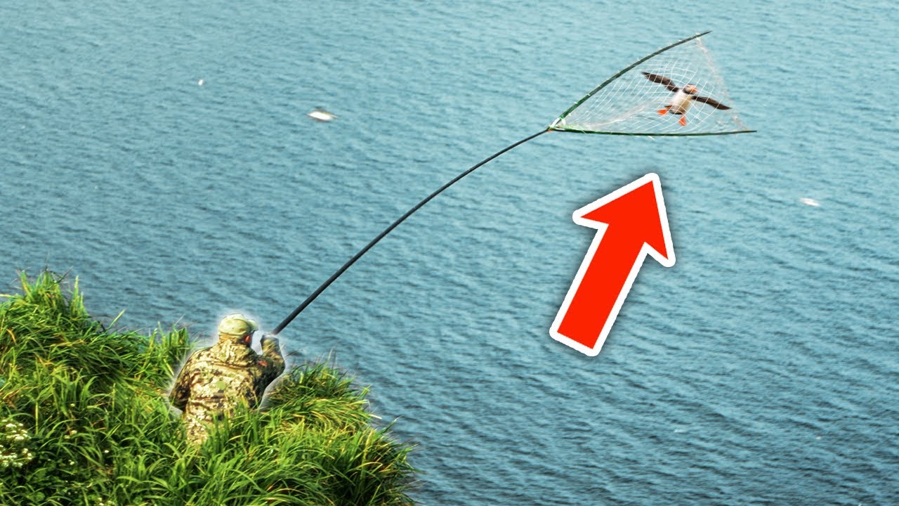 We Caught Them HUNTING PUFFINS