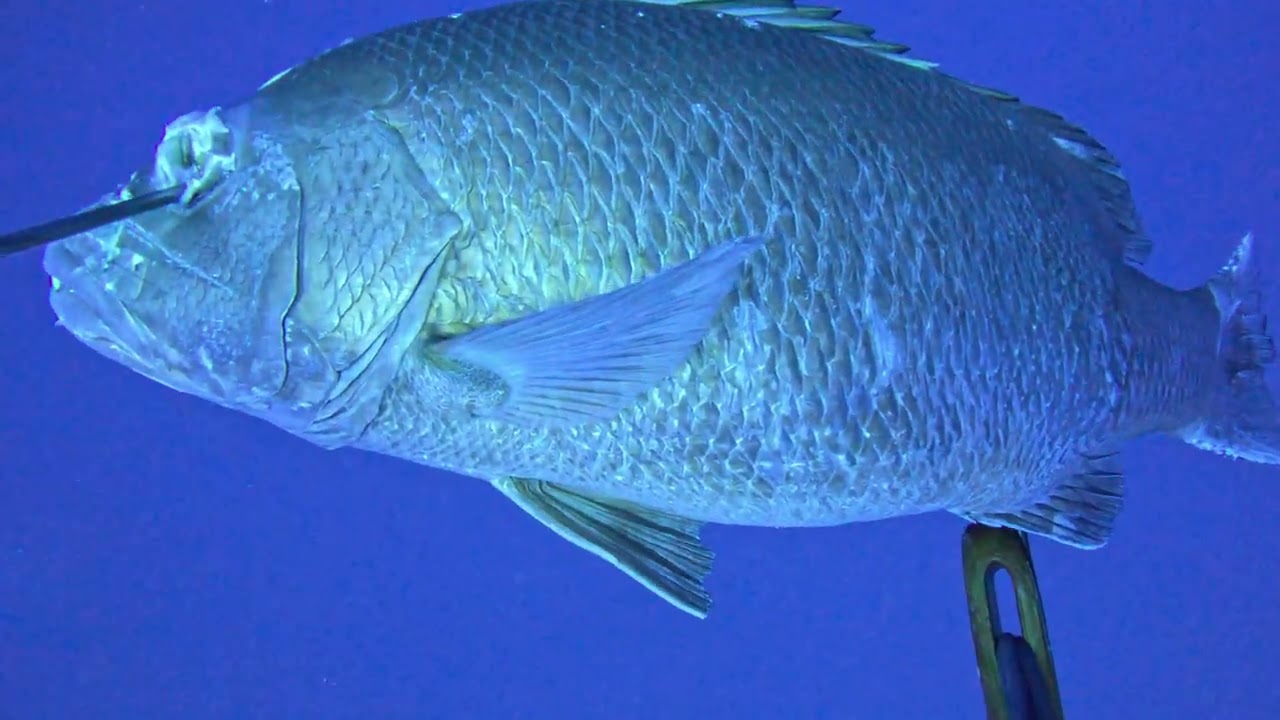 CUBERA SNAPPER BOUNCE at 210ft