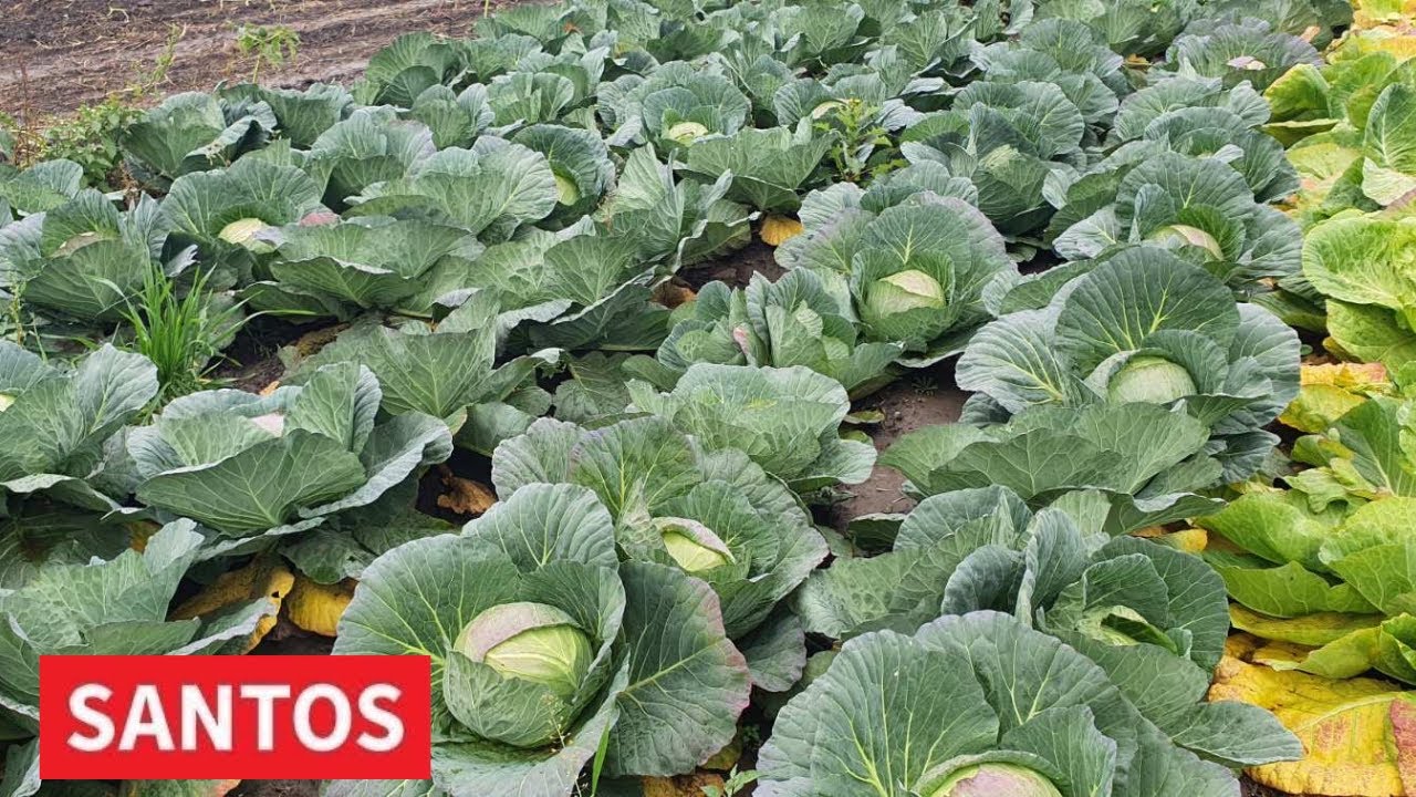 KUPUSA OVE GODINE IMA VIŠE U ODNOSU NA PROŠLU GODINU, ALI JE CENA 50% MANJA