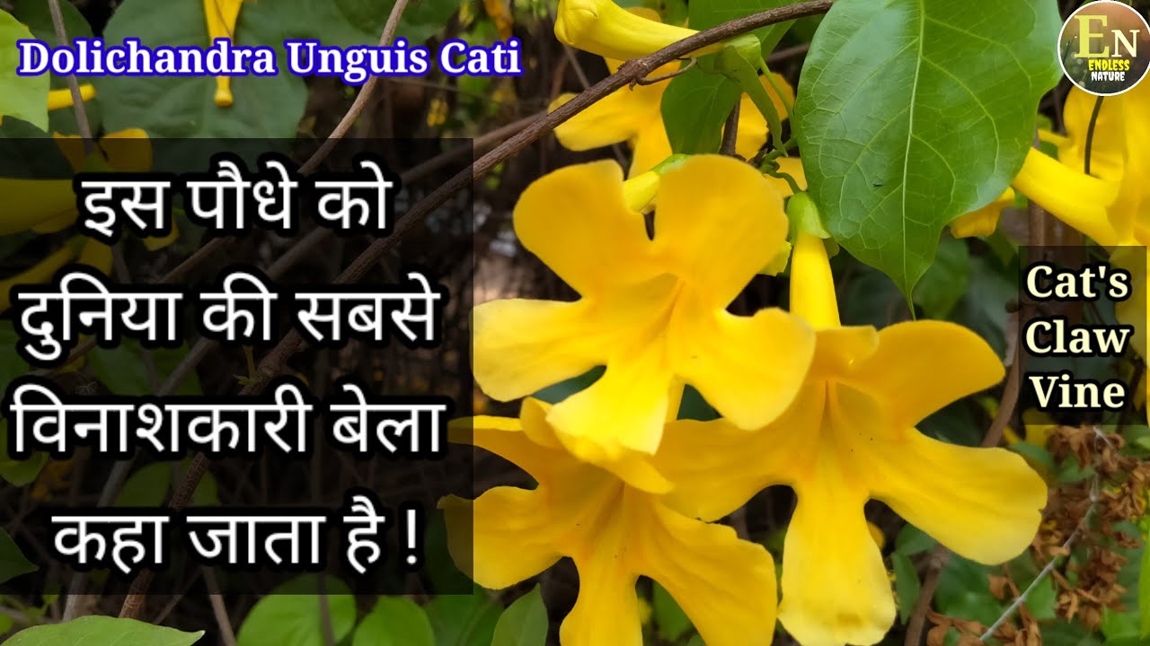 Dolichandra Unguis Cati | Cat's claw vine |इस पौधे को दुनिया की सबसे विनाशकारी बेला कहा जाता है।