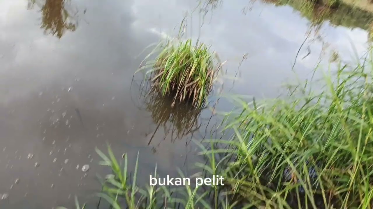 Malah ribut