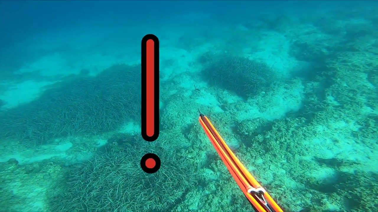 A great dive