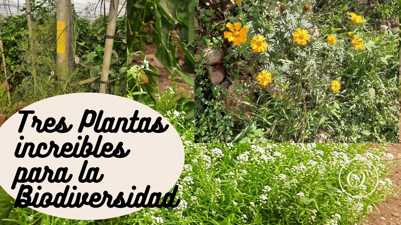 3 Plantas INCREIBLES para mejorar la BIODIVERSIDAD en tu cultivo