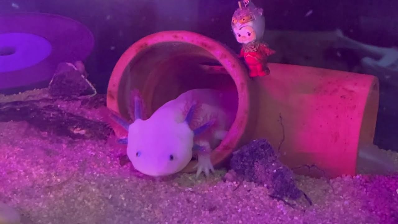 2026.2.16めきしかんさらまんだーうー3、うー10