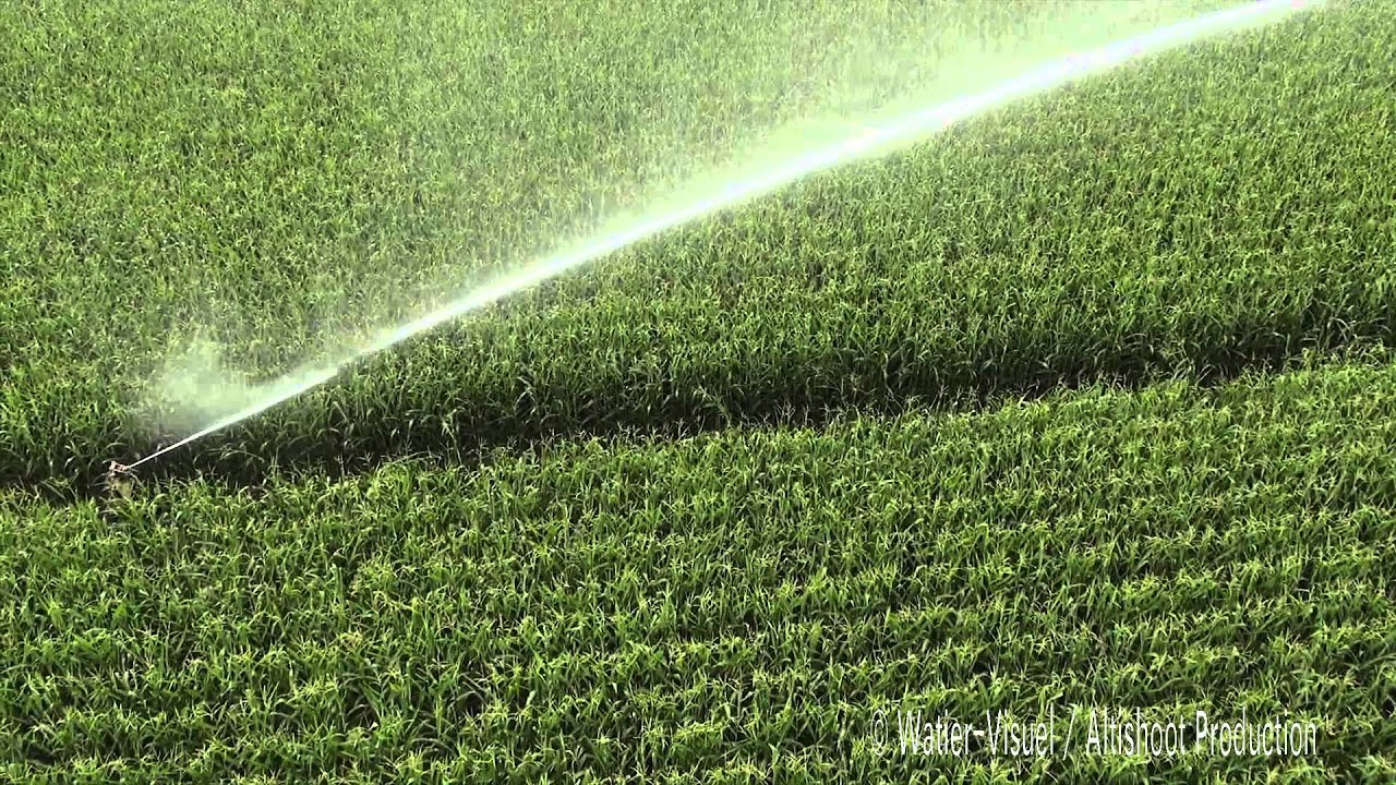 Irrigation d'une parcelle de maïs au stade Floraison