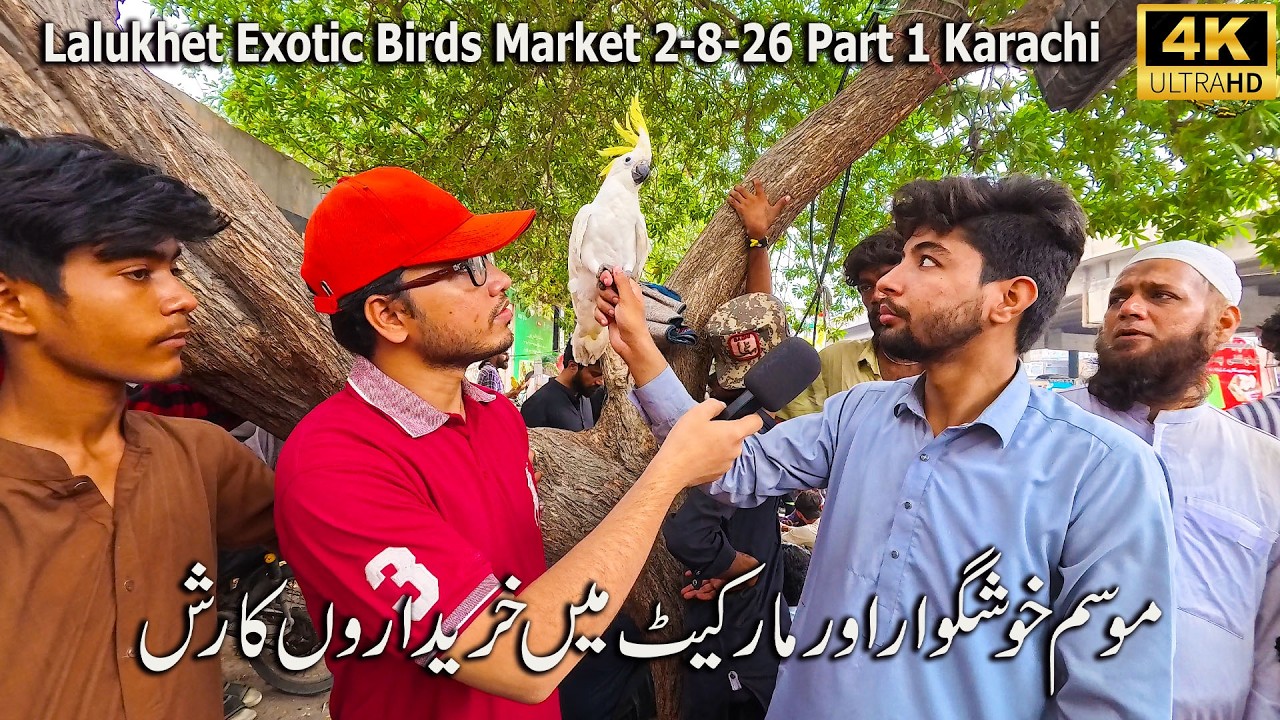 Lalukhet Exotic Birds Market 2-8-26 Part 1 Karachi | Hen and Rooster Unique and Rare Breeds Of Birds