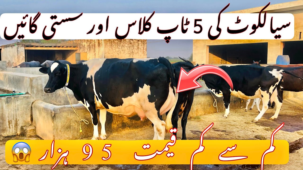 سردار عاصم ڈوگر کے ڈیرے پر ٹاپ کلاس 5 گائیں دستیاب #farmingandbusinessideas