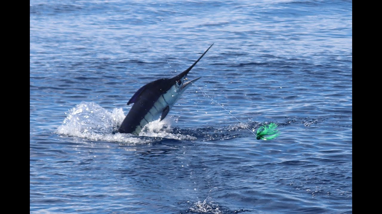 Game fishing, NZ on board BOSCA for big stripe marlin. Part 3 2023 season