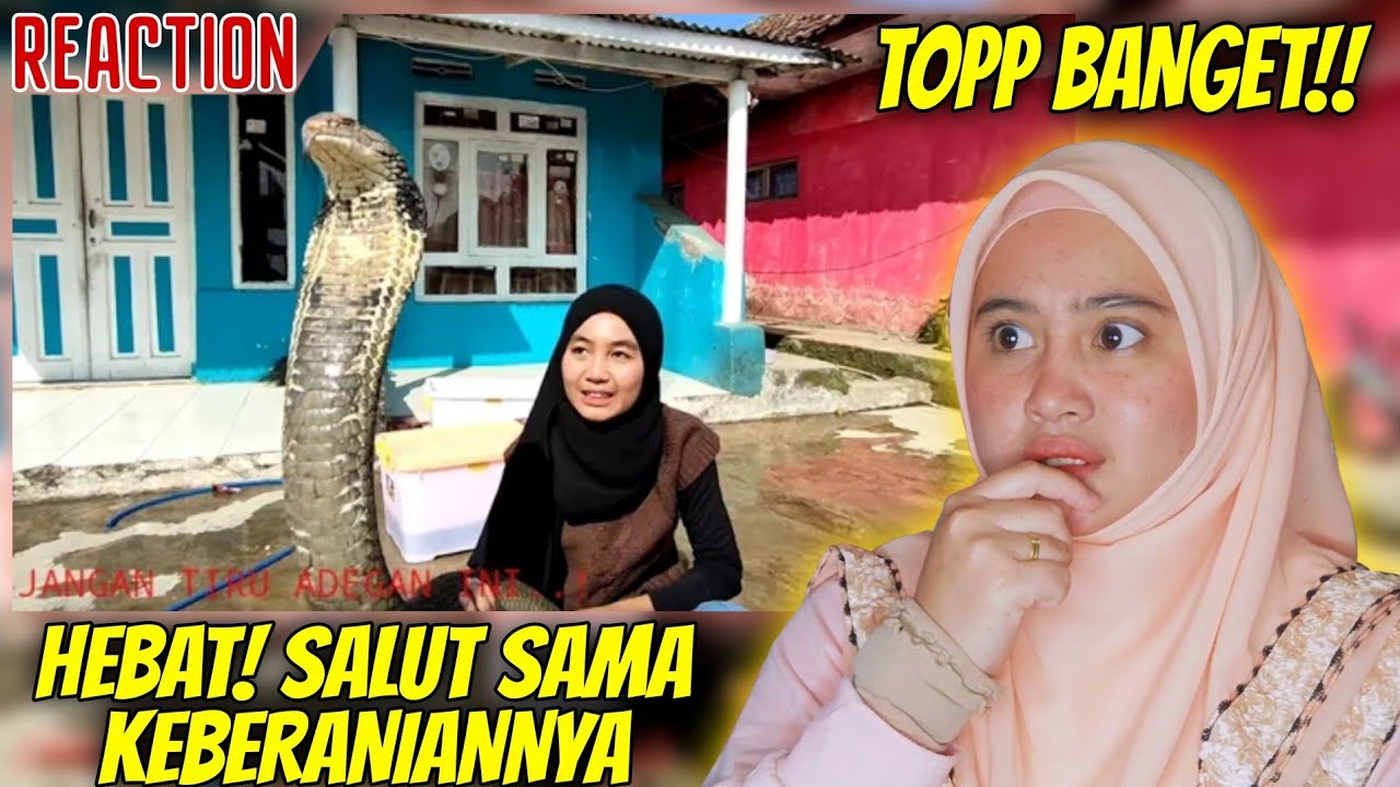 GADIS KING COBRA‼️MONSTER KING COBRA SUDAH JADI SEPERTI TEMAN MAINNYA 😱 | MALAYSIAN🇲🇾REACTION