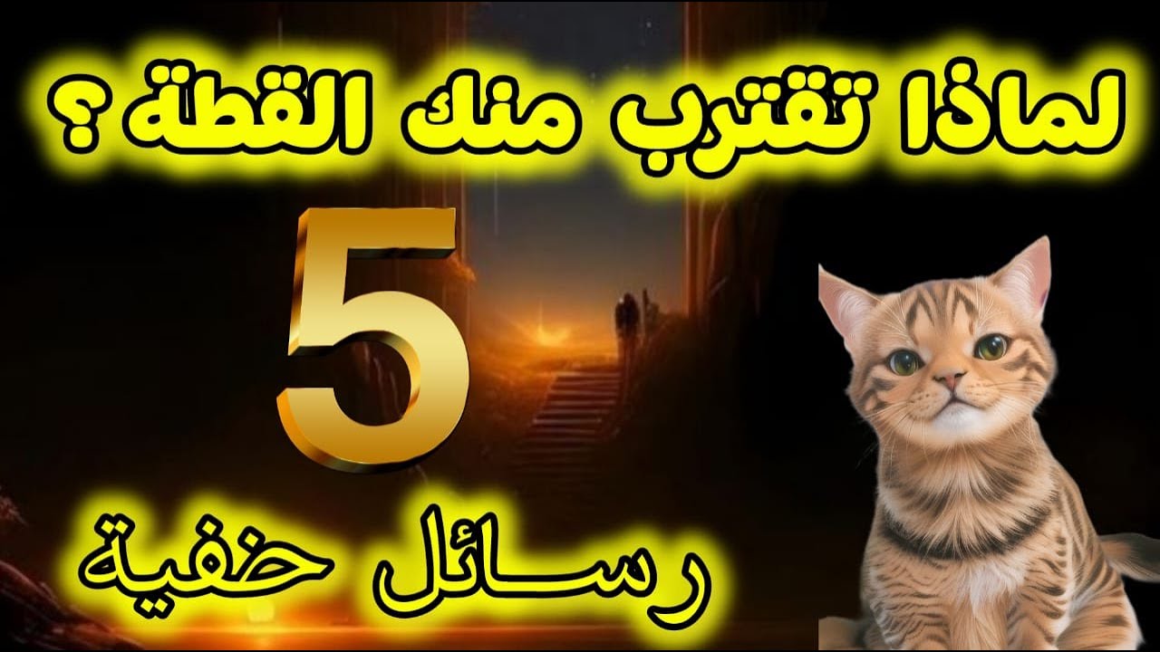لماذا تقترب منك القطط فجأة؟ 5 رسائل ربانية تخفى على الكثير من الناس