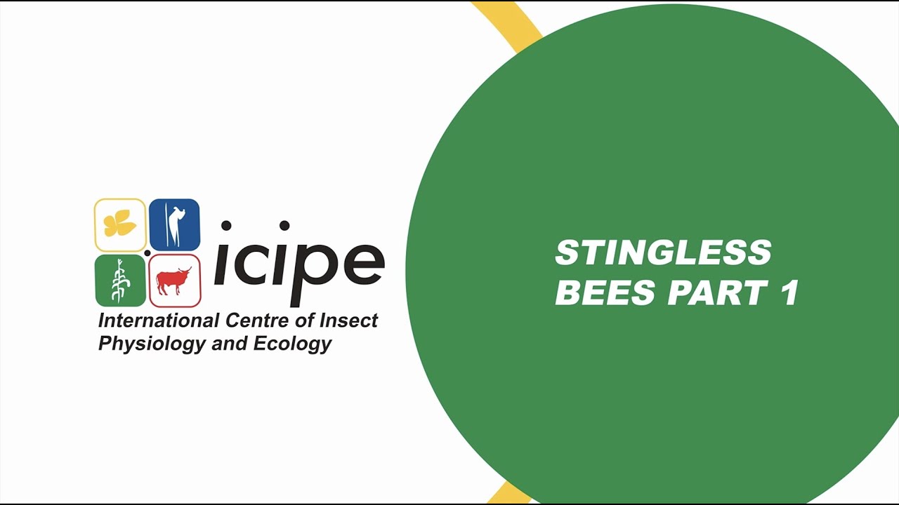 Stingless bee Part 1