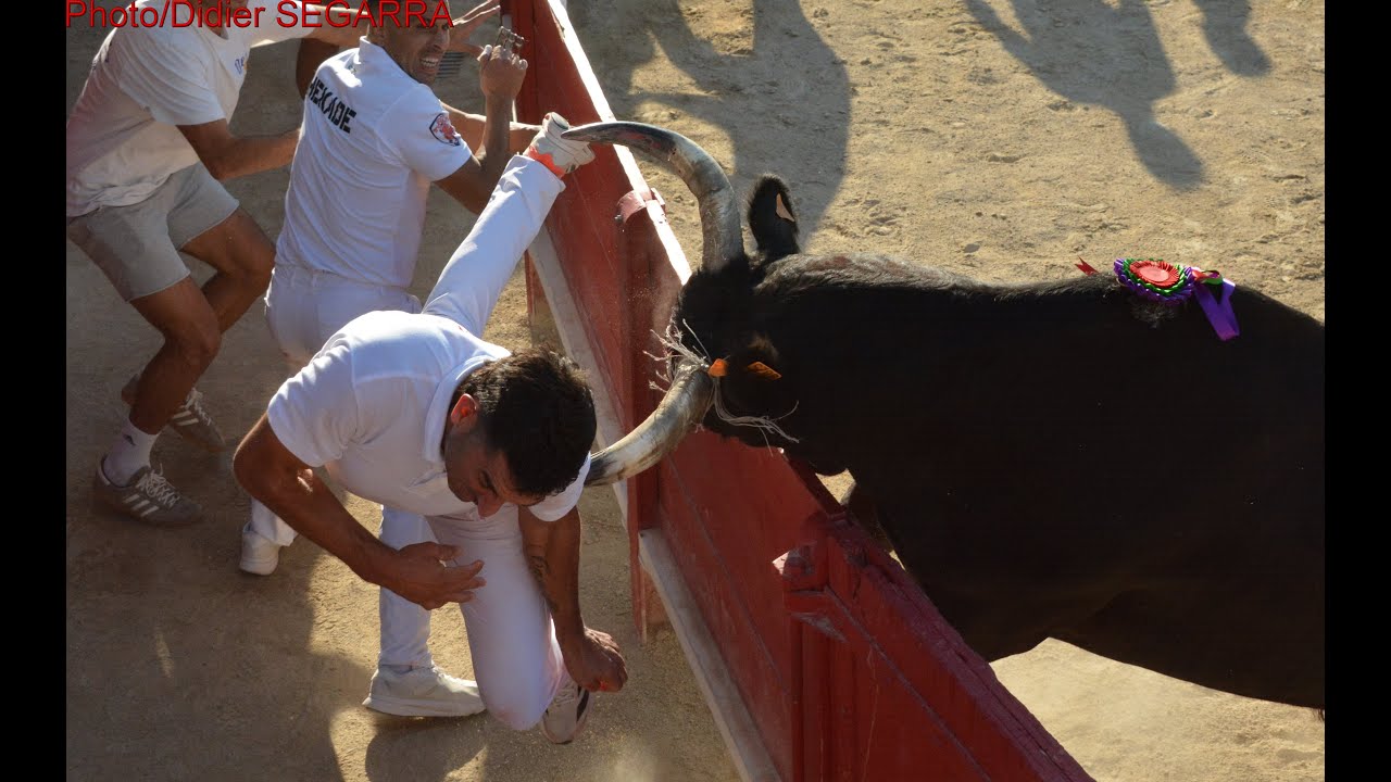 course camarguaise grau du roi 11 09  2025