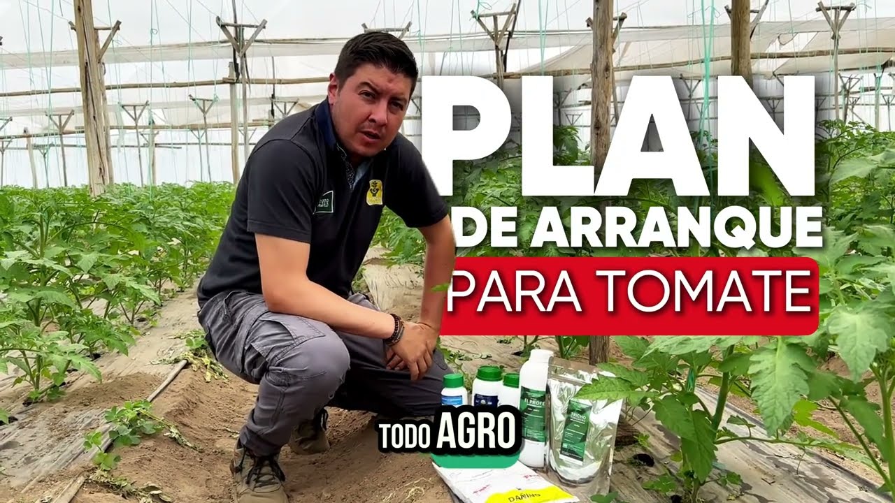 Plan de Arranque de Todo Agro para Tomate: ¡Garantiza Plantas Sanas y Libres de Enfermedades!